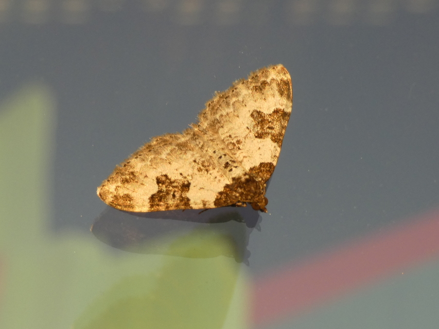 Xanthorhoe fluctuata - közönséges tarkaaraszoló