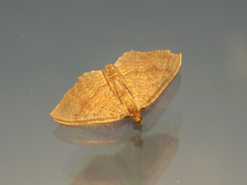 Camptogramma bilineata - kétvonalas sávosaraszoló