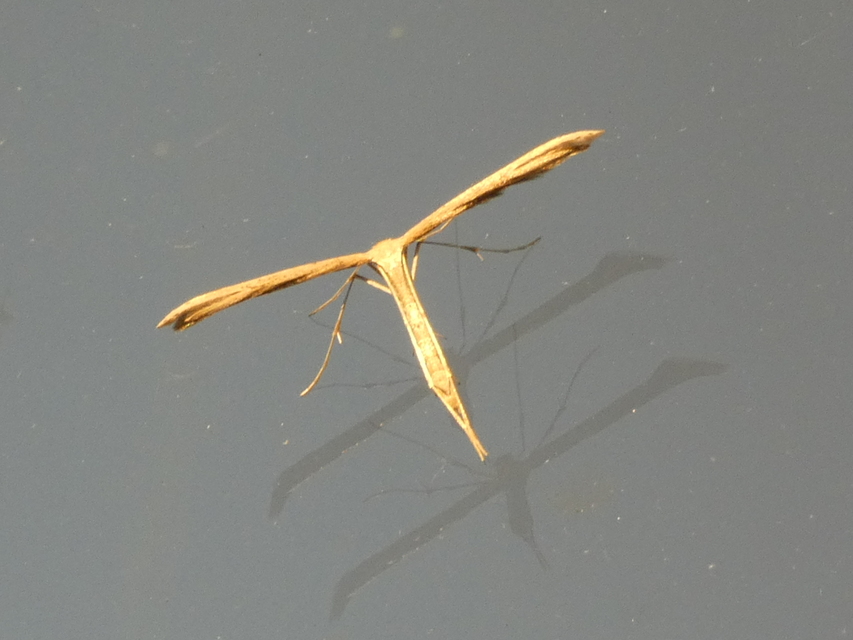 Pterophoridae - tollasmolyfélék