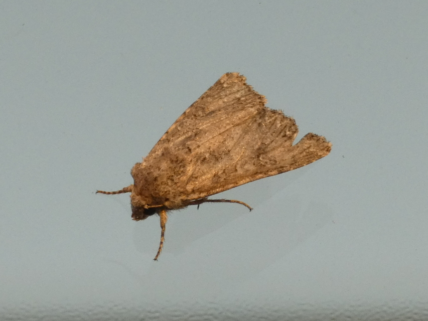 Hadula trifolii - lóherebagoly