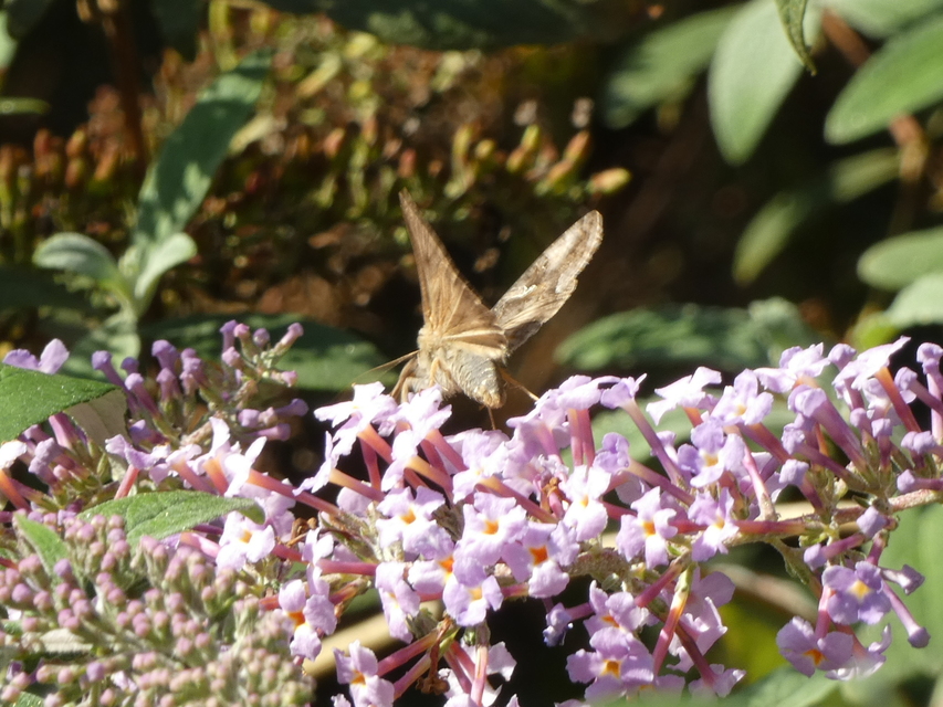Autographa gamma - gammalepke