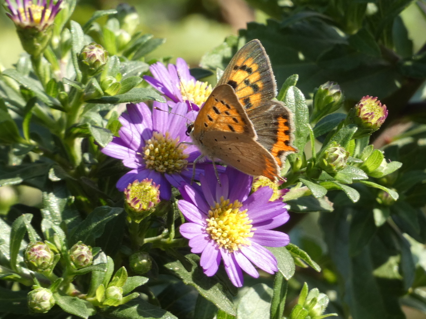 Lycaena phlaeas - közönséges tűzlepke