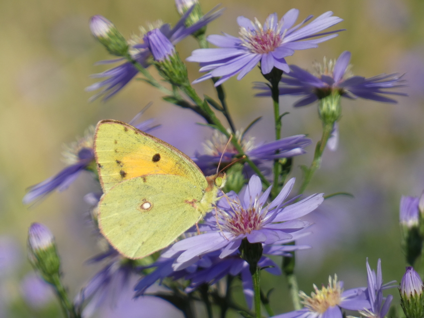 Colias croceus - sáfránylepke