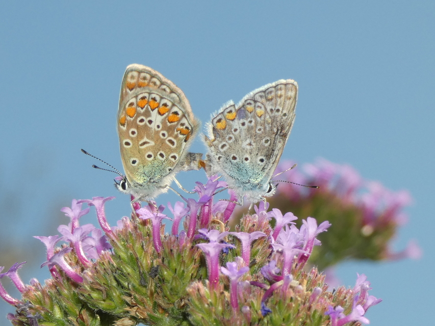 Polyommatus icarus - közönséges boglárka