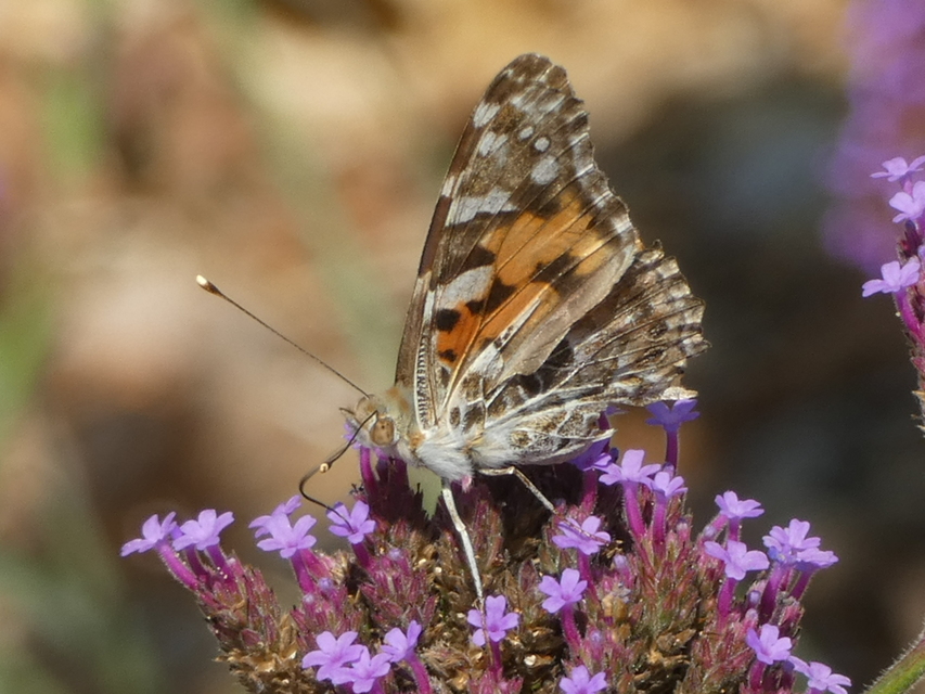 Vanessa cardui - bogáncslepke