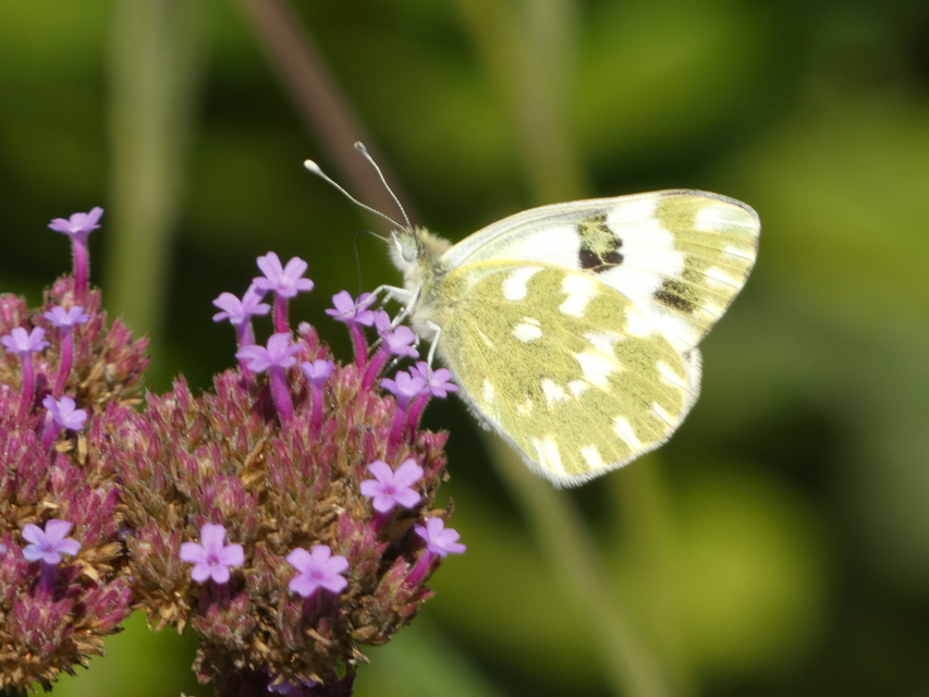 Pontia edusa - rezedalepke