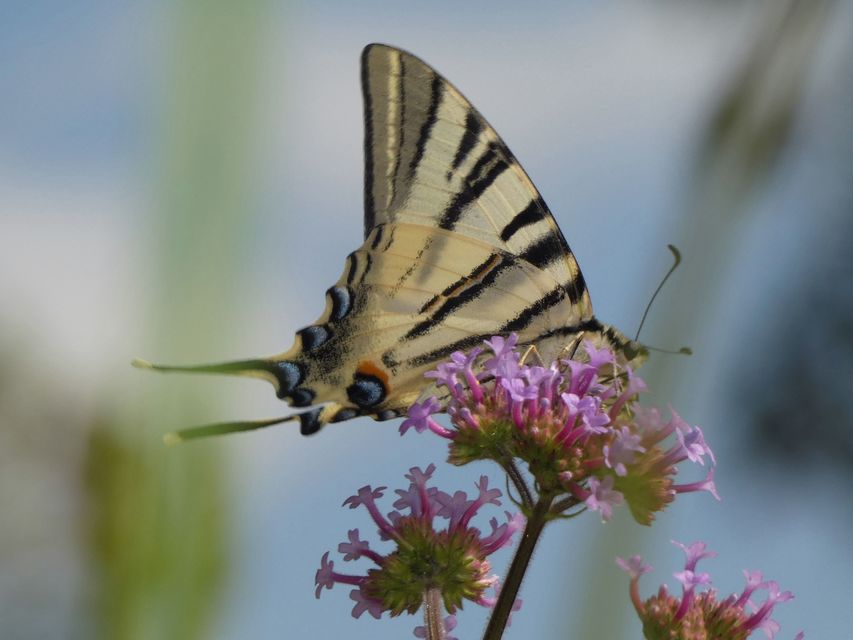 Iphiclides podalirius - kardoslepke