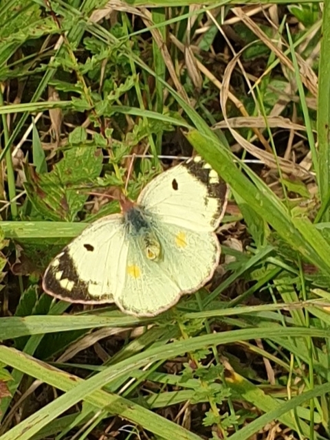 Colias alfacariensis - déli kéneslepke