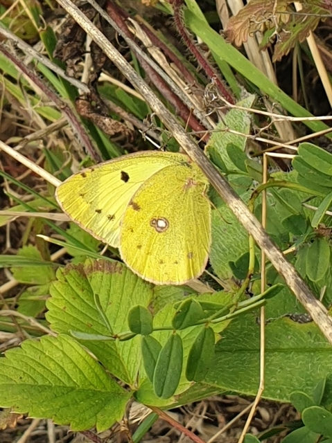 Colias alfacariensis - déli kéneslepke