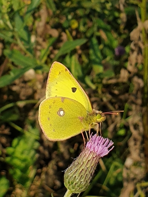 Colias erate - csángó-kéneslepke