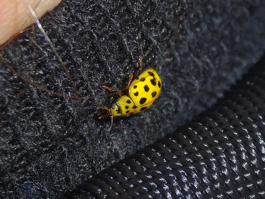 Psyllobora vigintiduopunctata - huszonkétpettyes katica