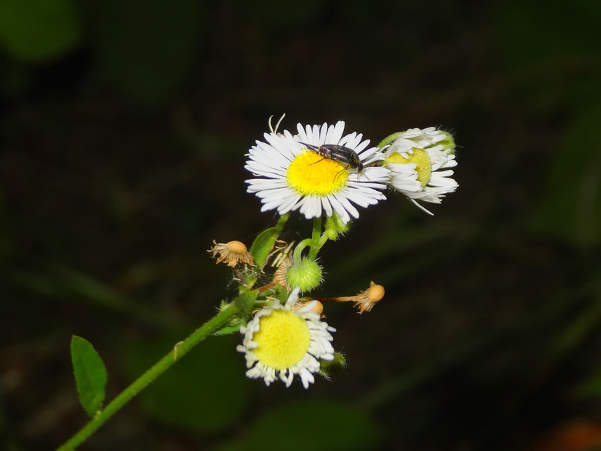Mordellidae - marókafélék
