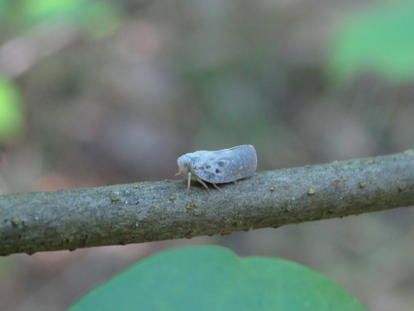 Metcalfa pruinosa - amerikai lepkekabóca