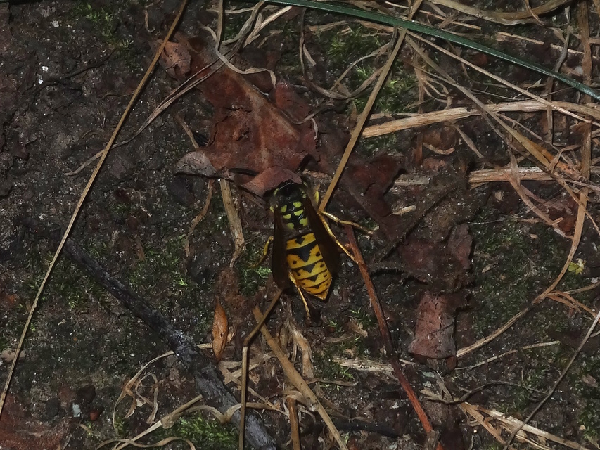 Vespula