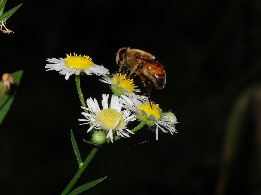 Eristalis tenax - közönséges herelégy