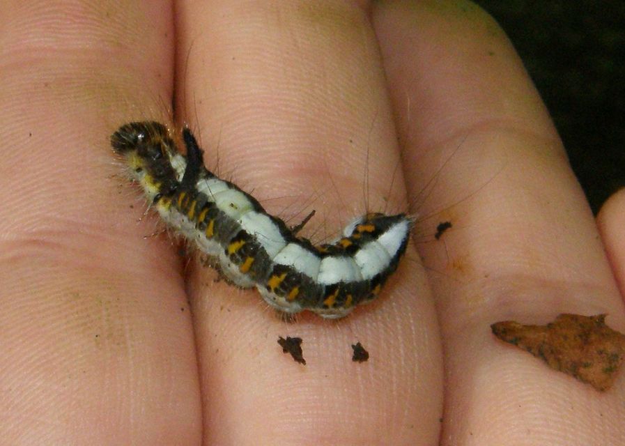Acronicta psi - pszi-betűs szigonyosbagoly