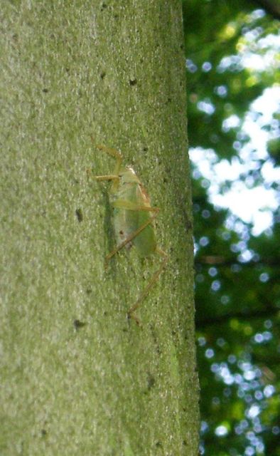 Tettigonia cantans - éneklő lombszöcske