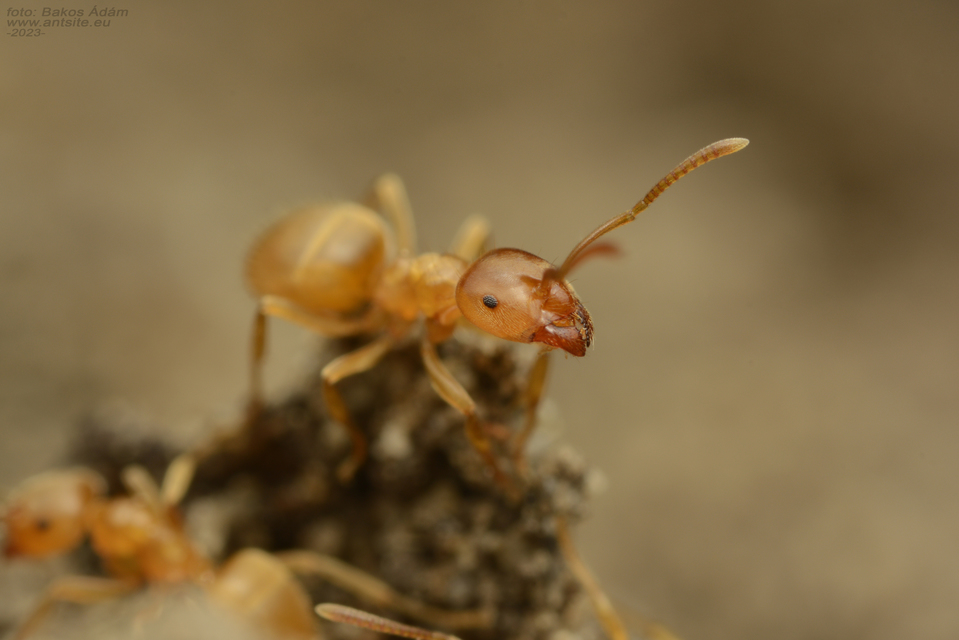 Lasius flavus - gyakori borostyánhangya
