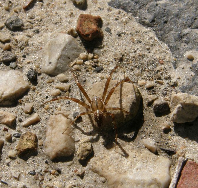 Araneus diadematus - koronás keresztespók
