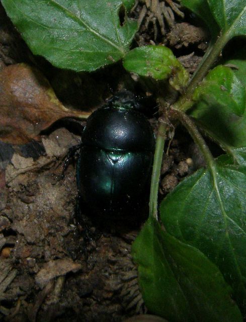 Trypocopris vernalis - tavaszi álganéjtúró
