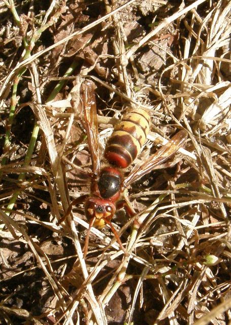 Vespa crabro - lódarázs