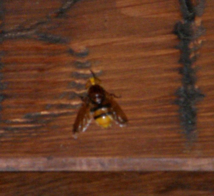 Volucella zonaria - kétöves pihelégy Volucella zonaria - kétöves pihelégy