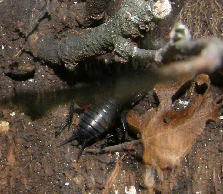 Gryllus campestris - mezei tücsök