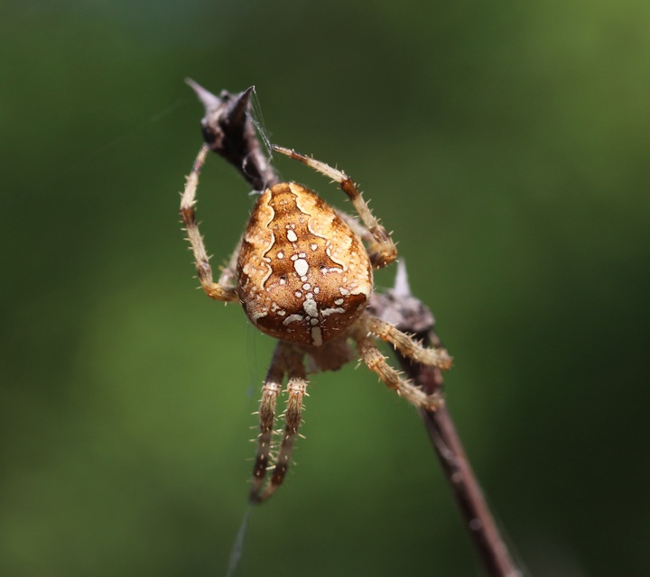 Araneus diadematus - koronás keresztespók