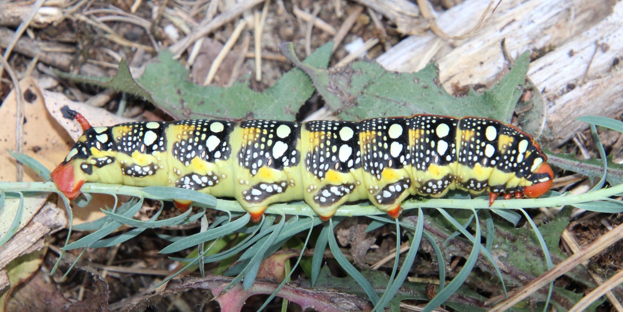 Hyles euphorbiae - kutyatejszender