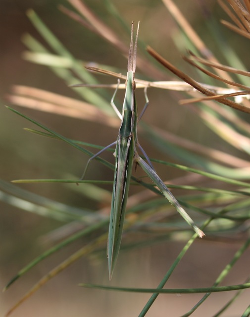 Acrida ungarica - sisakos sáska