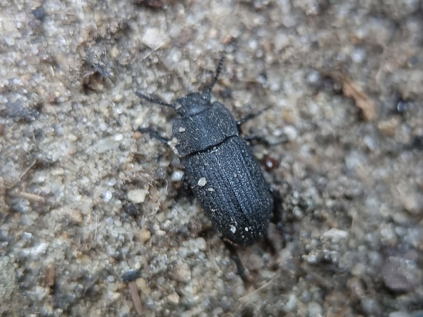 Gonocephalum granulatum pusillum