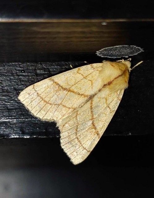Tiliacea citrago - citromszínű sárgabagoly