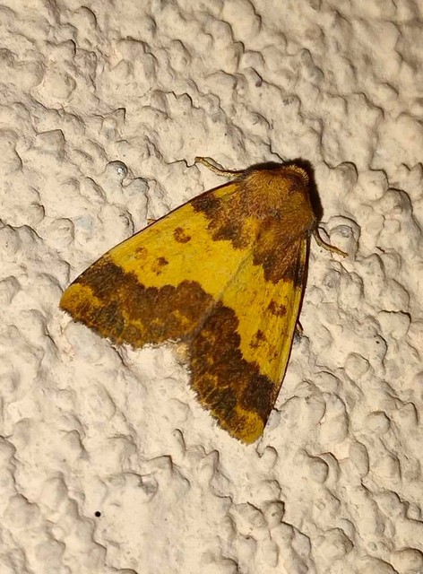 Tiliacea aurago - aranyló sárgabagoly