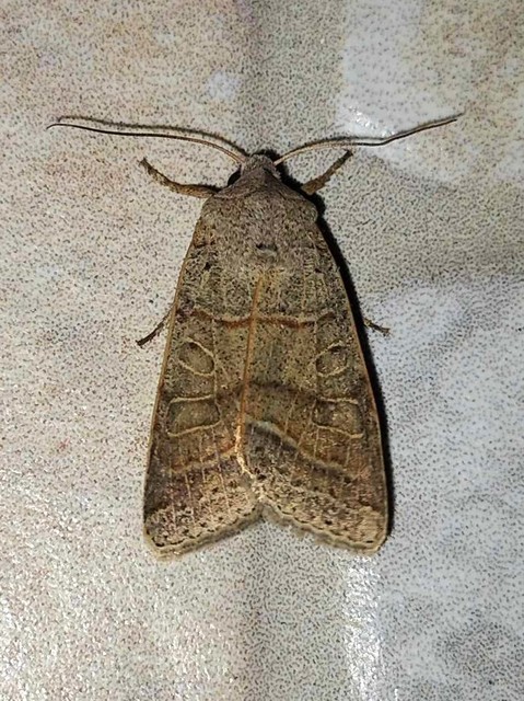 Anchoscelis humilis - olajbarna őszibagoly