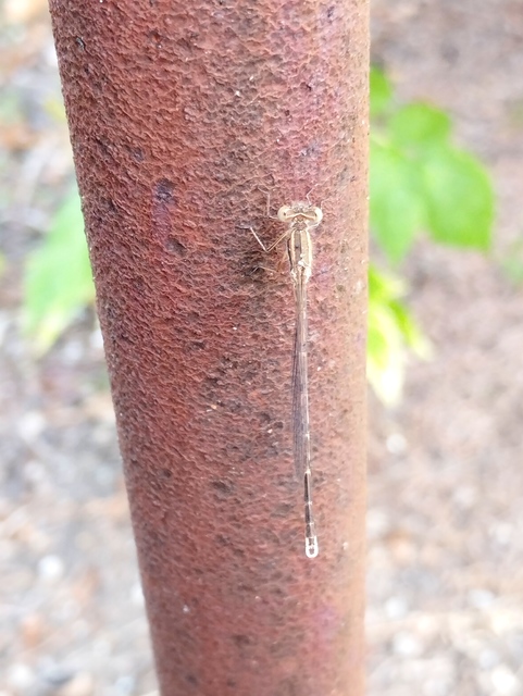 Sympecma fusca - téli rablószitakötő