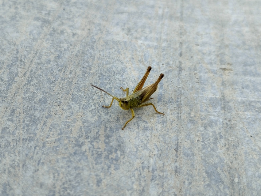 Pseudochorthippus parallelus - közönséges rétisáska