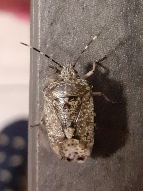 Rhaphigaster nebulosa - bencepoloska