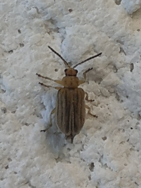 Ophraella communa - parlagfű-olajosbogár