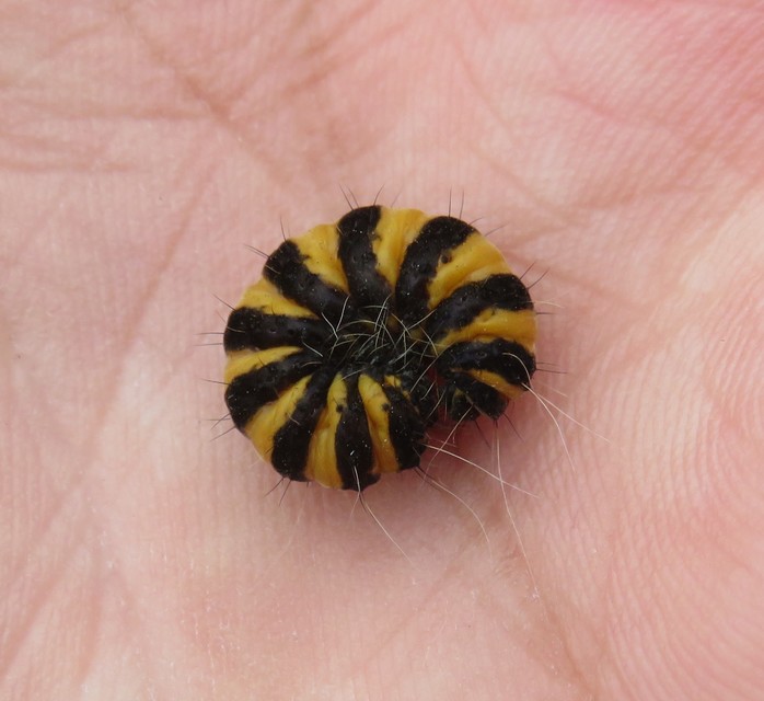 Tyria jacobaeae - jakabfű-medvelepke