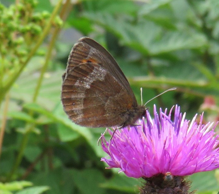 Erebia aethiops - közönséges szerecsenlepke