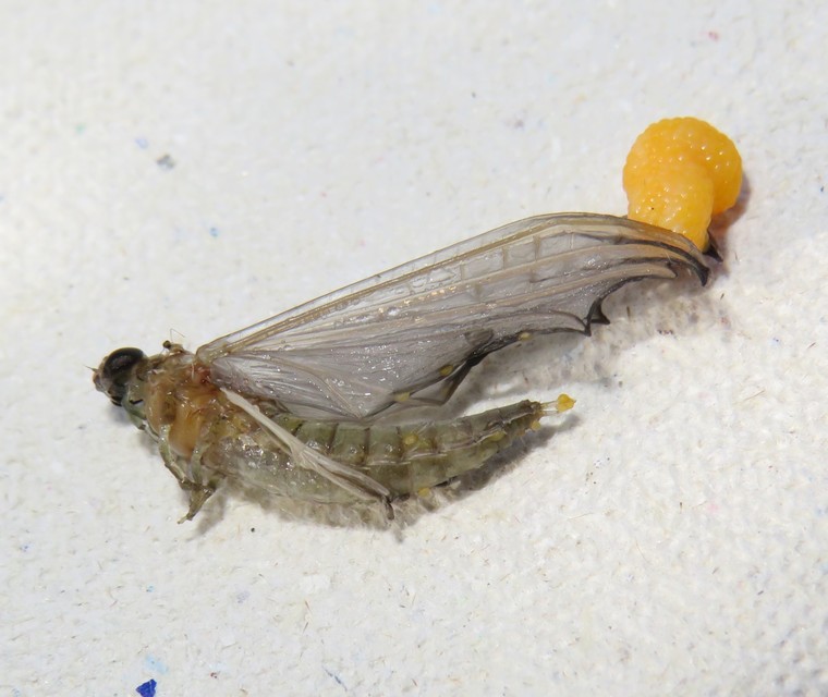 Ephemeroptera - Kérészek