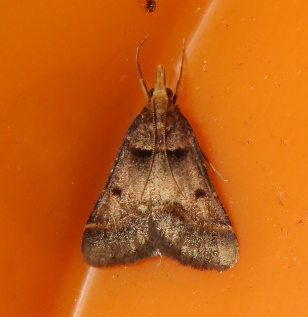 Stemmatophora brunnealis - barna fényilonca