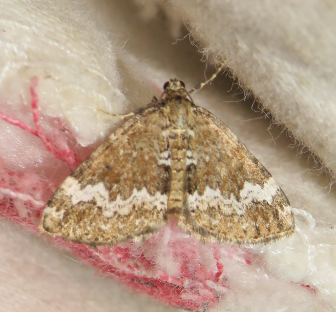 Perizoma alchemillata - árvacsalán-araszoló