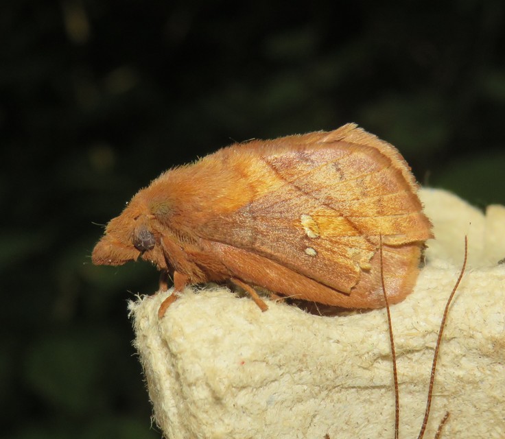 Euthrix potatoria - szomjas pohók