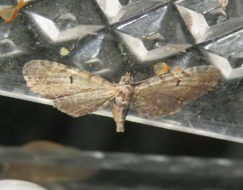 Eupithecia absinthiata - üröm-törpearaszoló