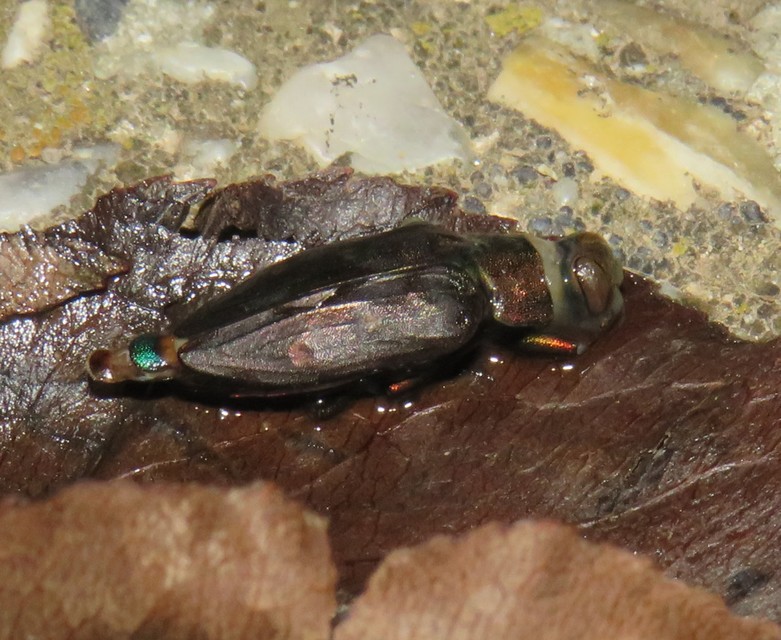 Chrysobothris affinis - aranypettyes díszbogár