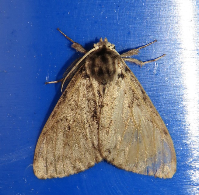 Lymantria monacha - apácalepke