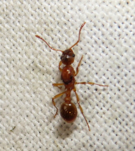 Myrmica rubra - közönséges bütyköshangya