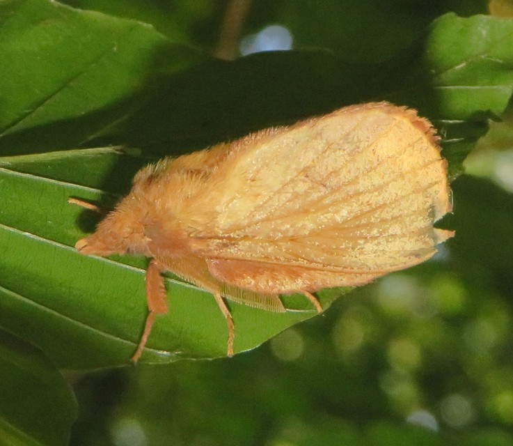 Euthrix potatoria - szomjas pohók