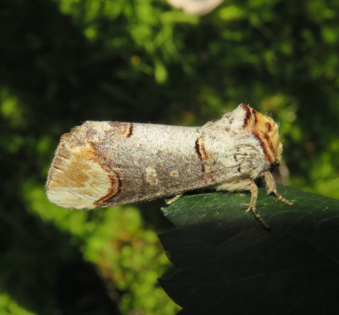 Phalera bucephala - sárgafoltos púposszövő
